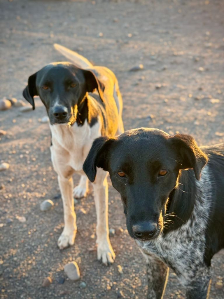 Amos & Charlie