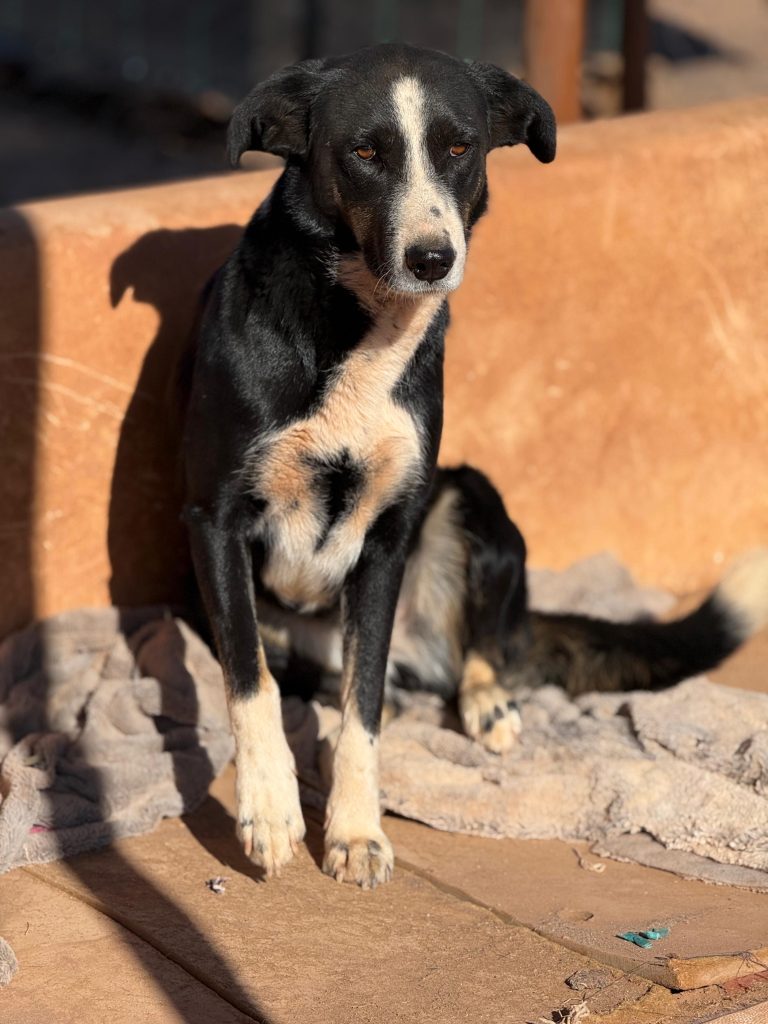 Nala