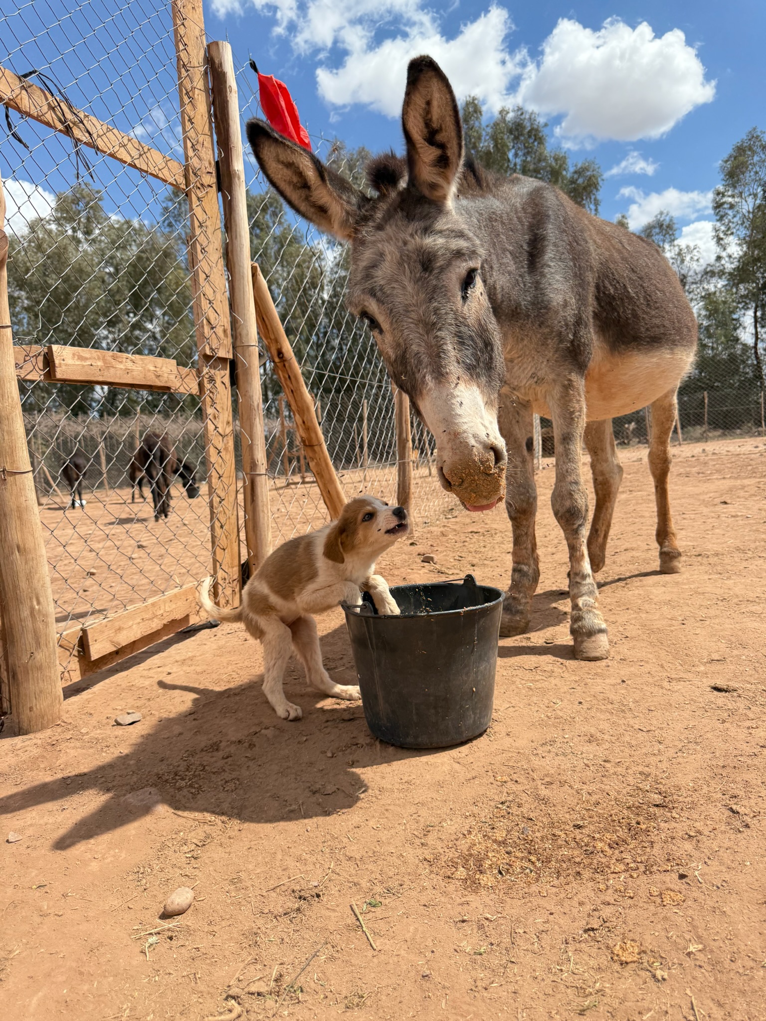 Sauvetages et vie des équidés au sanctuaire 21