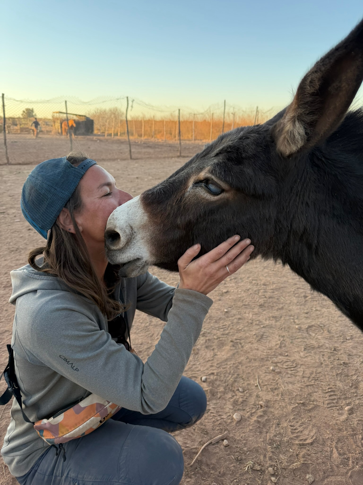 Sauvetages et vie des équidés au sanctuaire 19