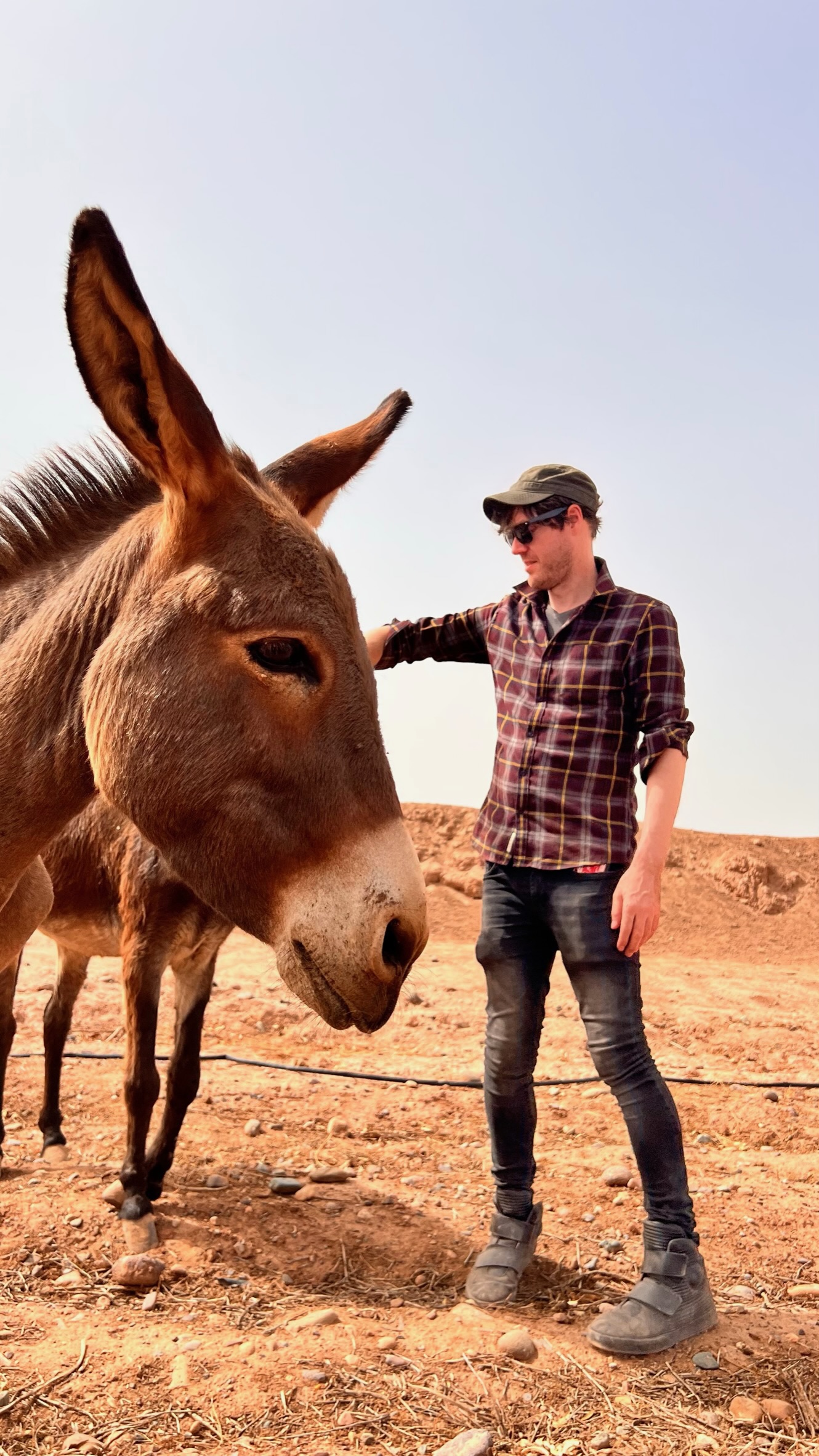 Sauvetages et vie des équidés au sanctuaire 5