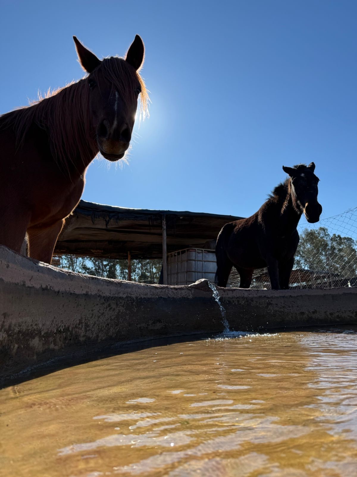 Sauvetages et vie des équidés au sanctuaire 15