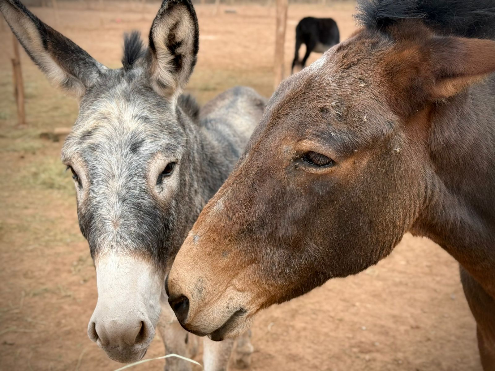 Équidés sauvés au sanctuaire Nos Amis Pour La Vie