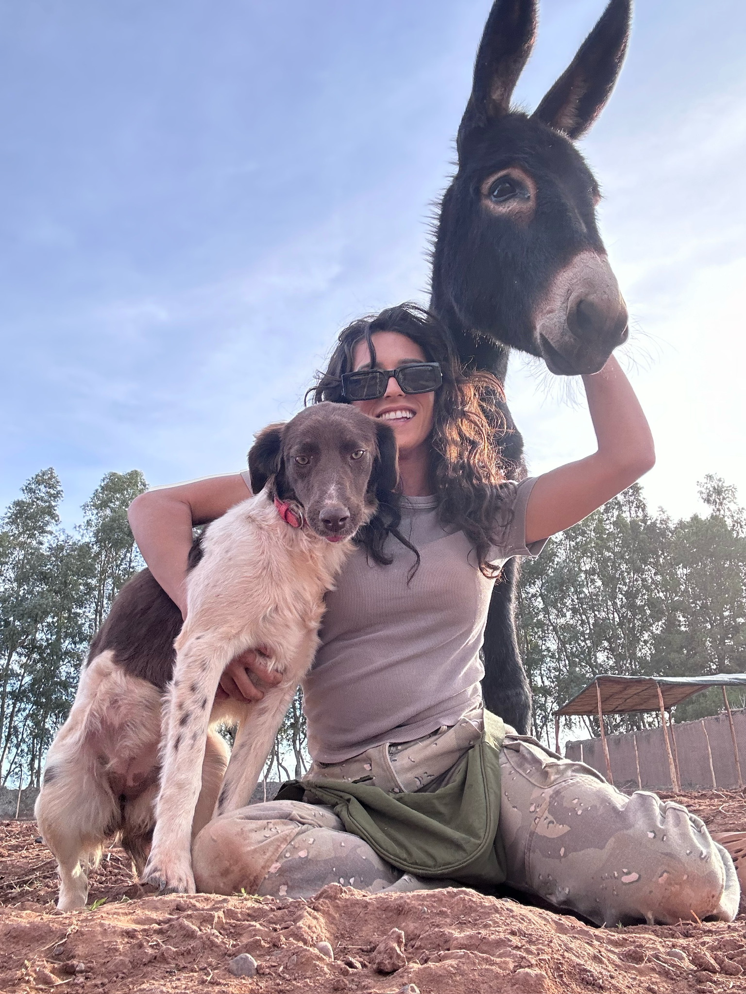 Sauvetages et vie des équidés au sanctuaire 11