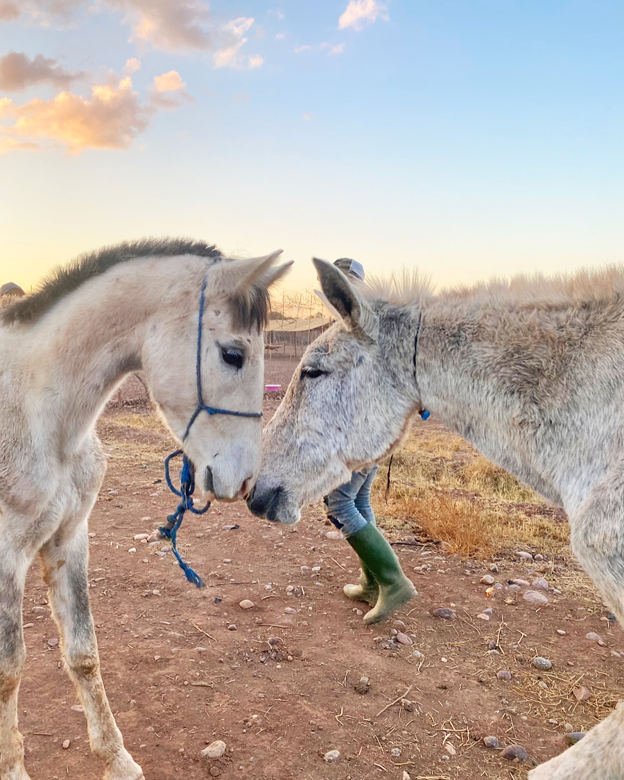 Sauvetages et vie des équidés au sanctuaire 8