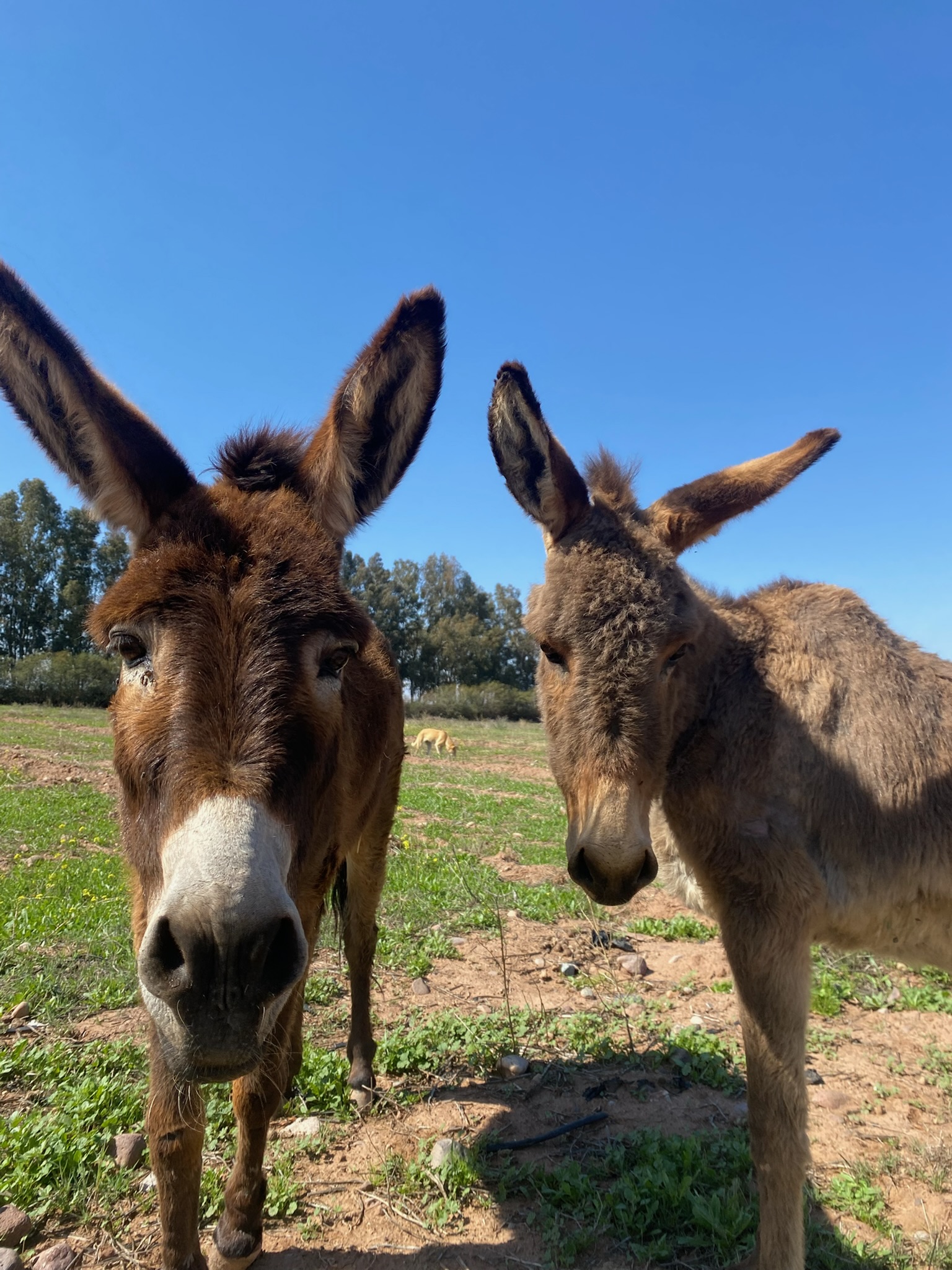 Sauvetages et vie des équidés au sanctuaire 6