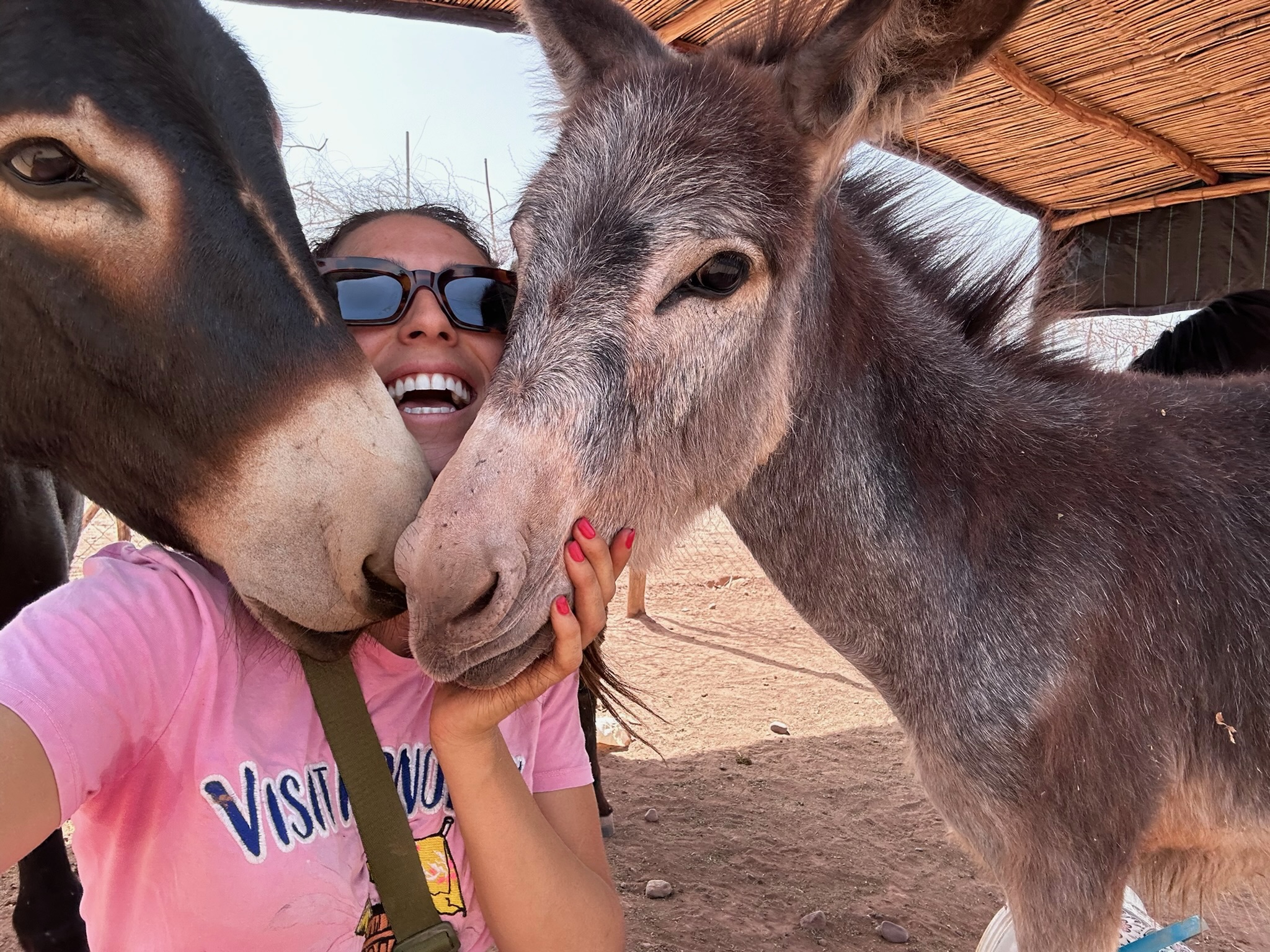 Sauvetages et vie des équidés au sanctuaire 23