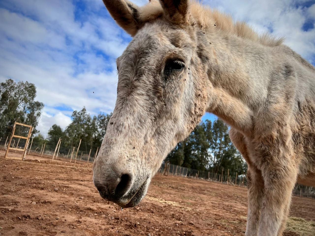 Sauvetages et vie des équidés au sanctuaire 20