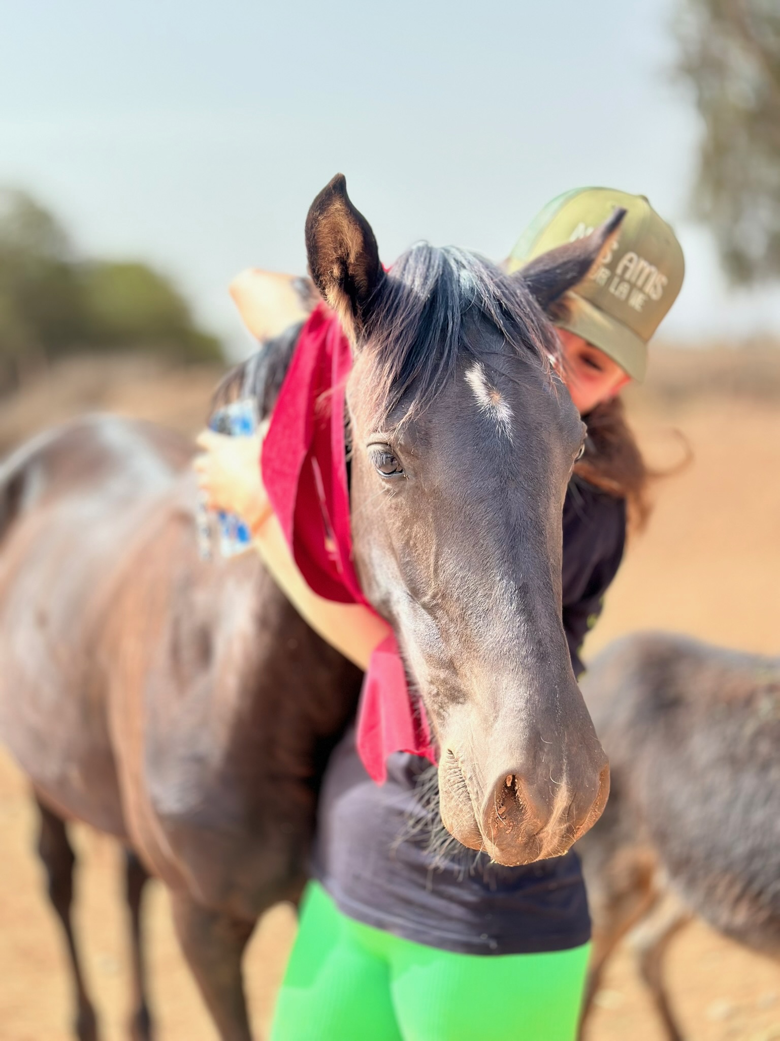 Sauvetages et vie des équidés au sanctuaire 17