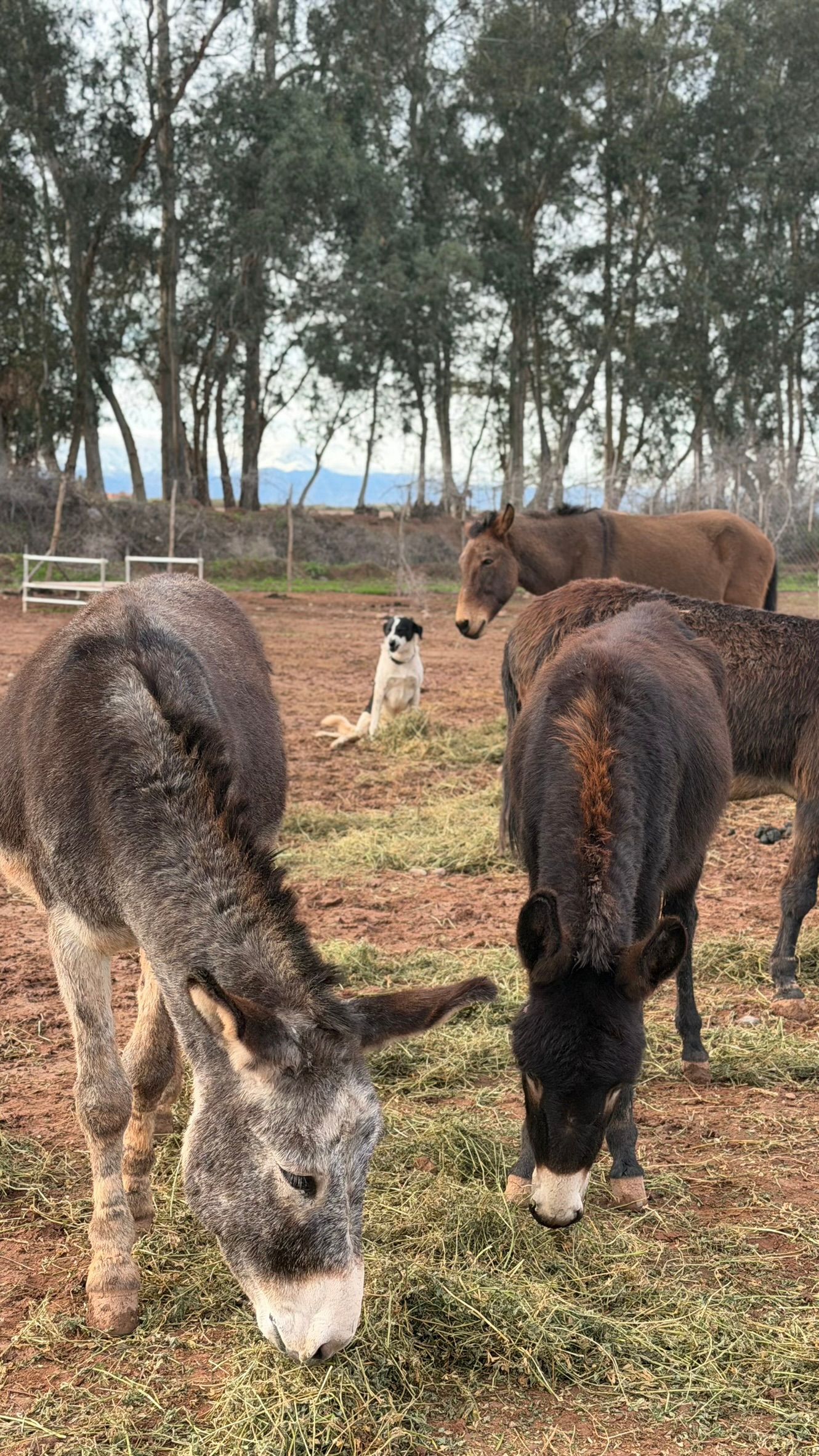 Sauvetages et vie des équidés au sanctuaire 1
