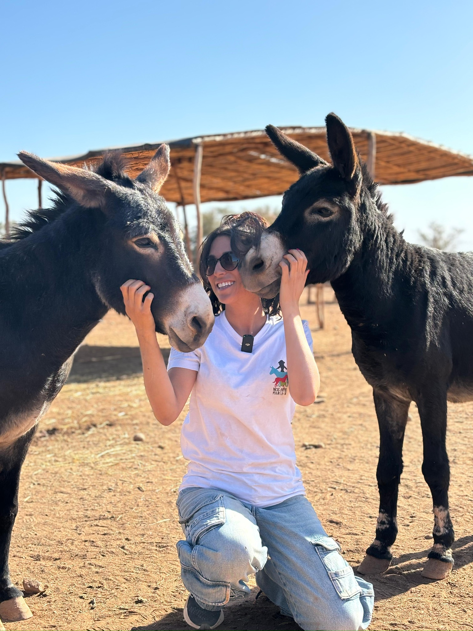 Sauvetages et vie des équidés au sanctuaire 3