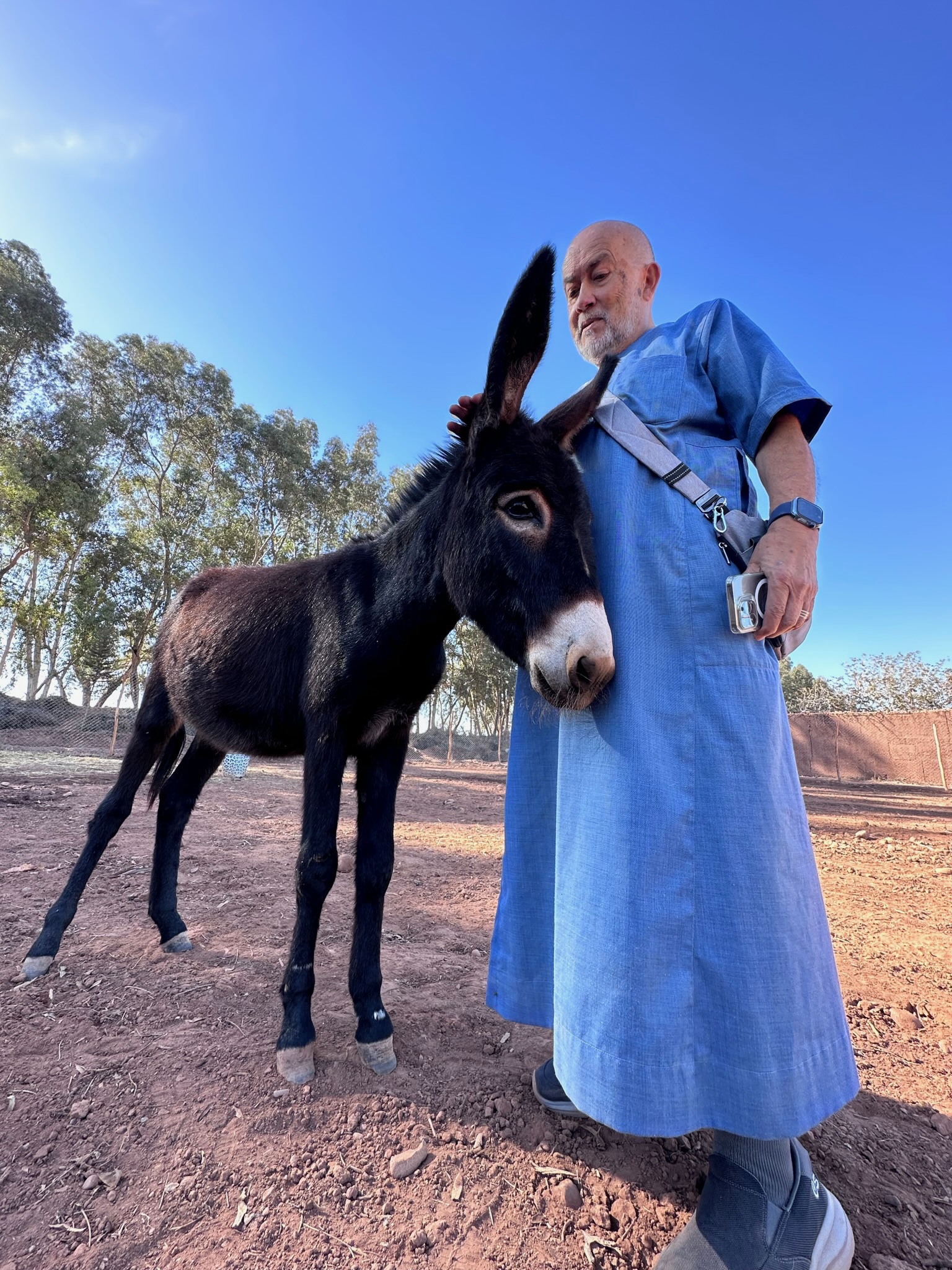 Sauvetages et vie des équidés au sanctuaire 12