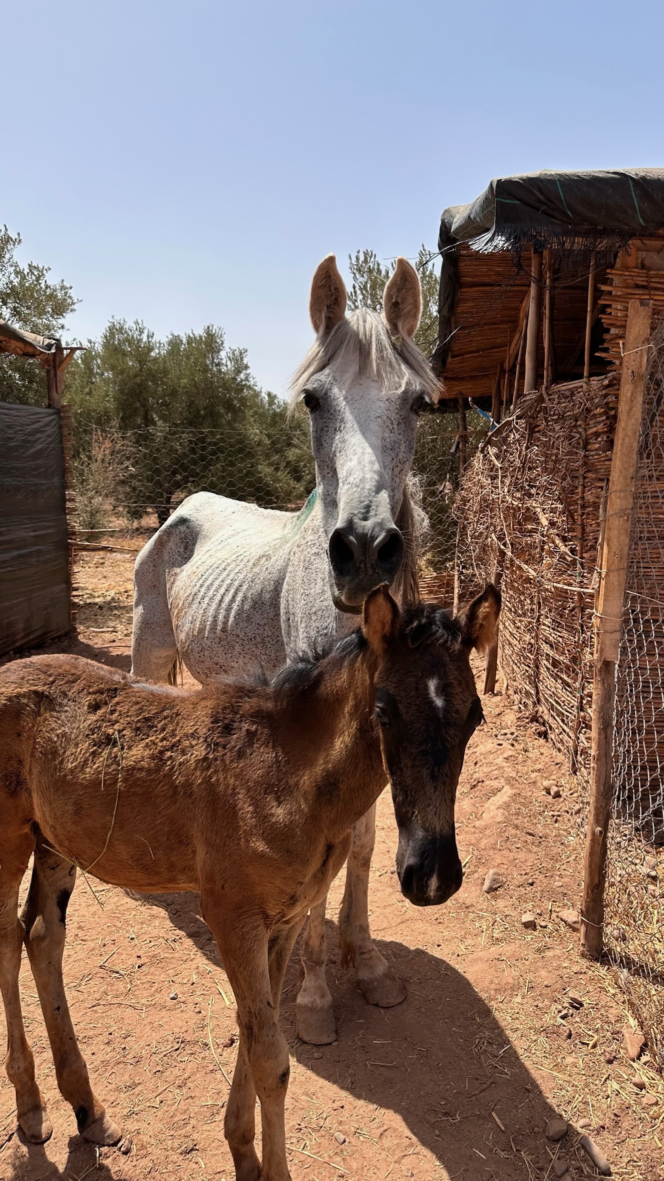 Sauvetages et vie des équidés au sanctuaire 16