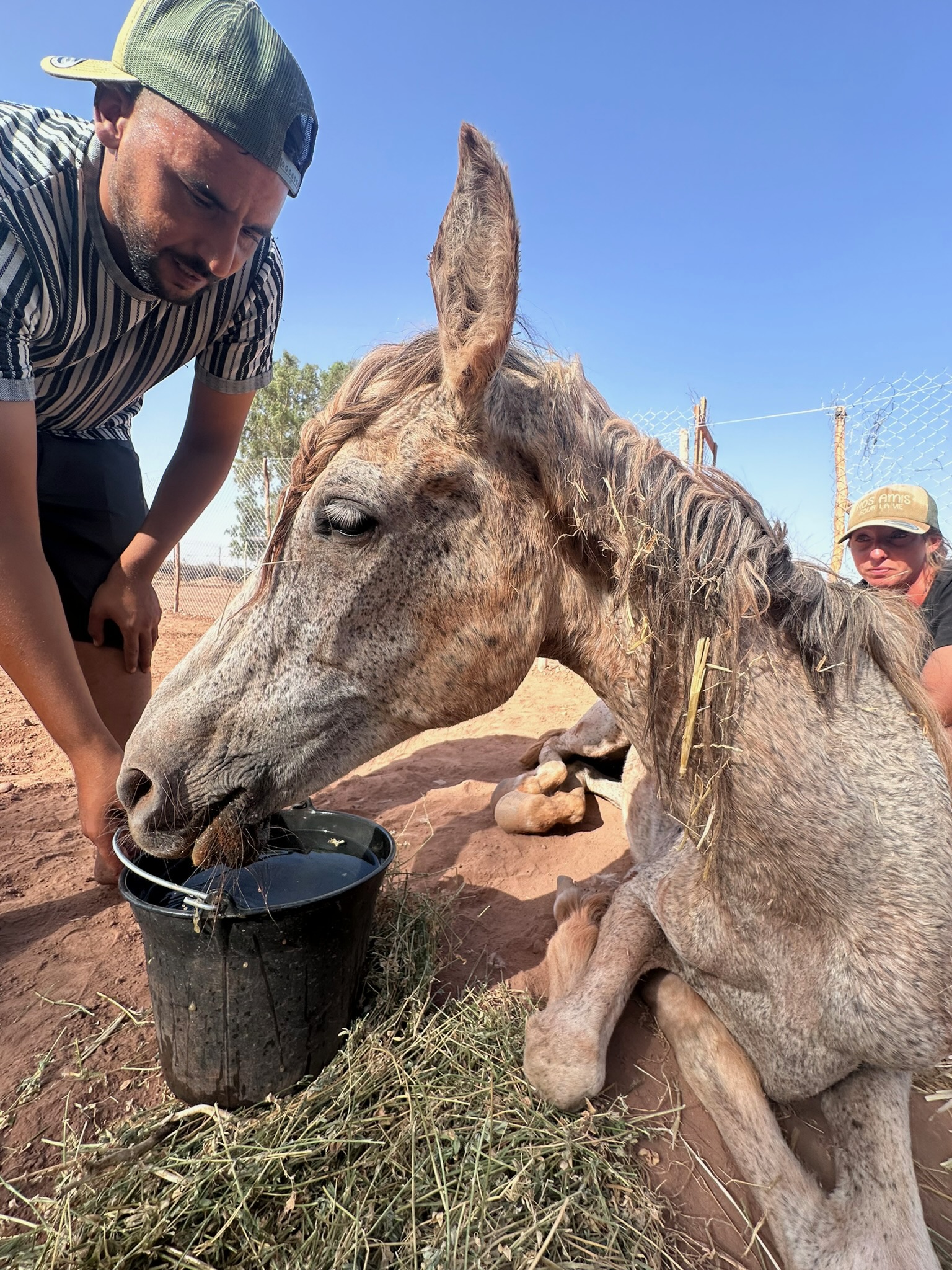 Sauvetages et vie des équidés au sanctuaire 18