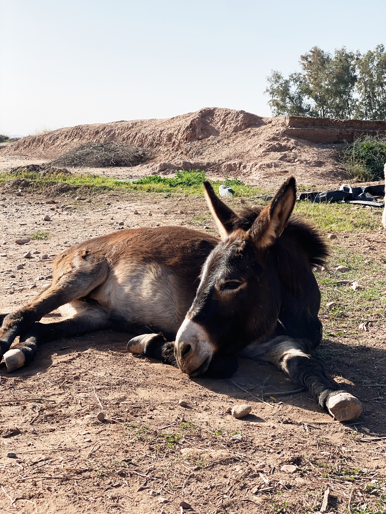 Sauvetages et vie des équidés au sanctuaire 10