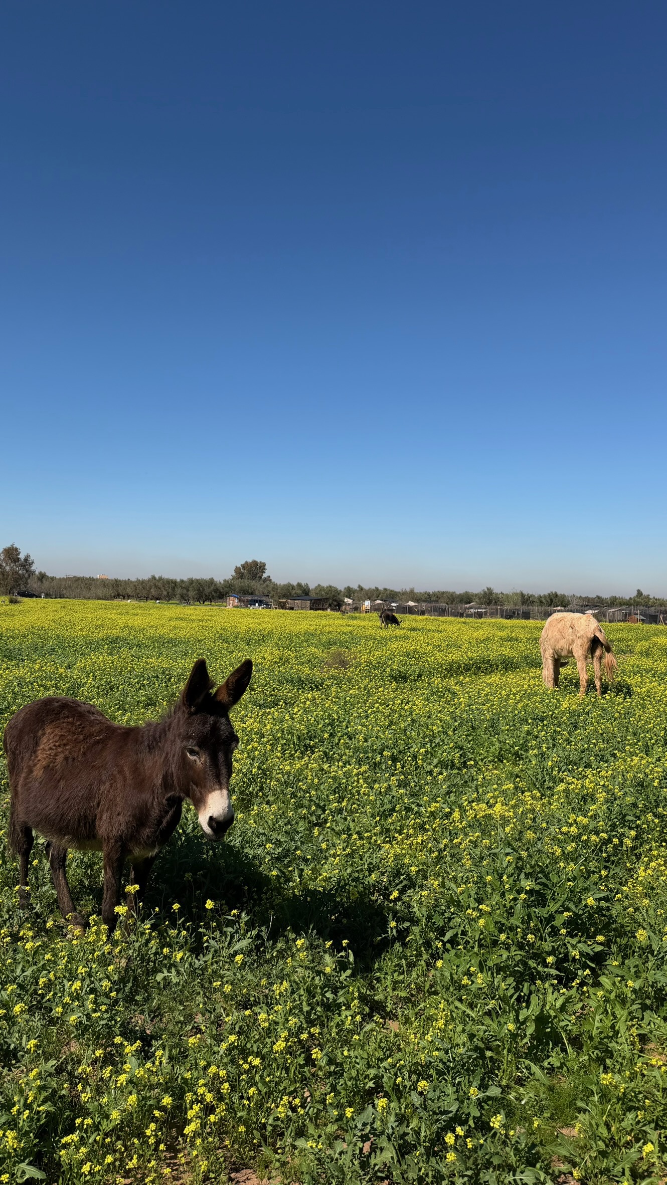 Sauvetages et vie des équidés au sanctuaire 14
