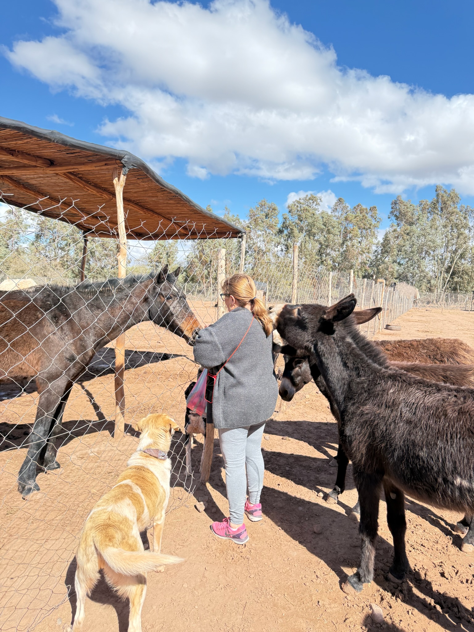 Sauvetages et vie des équidés au sanctuaire 24
