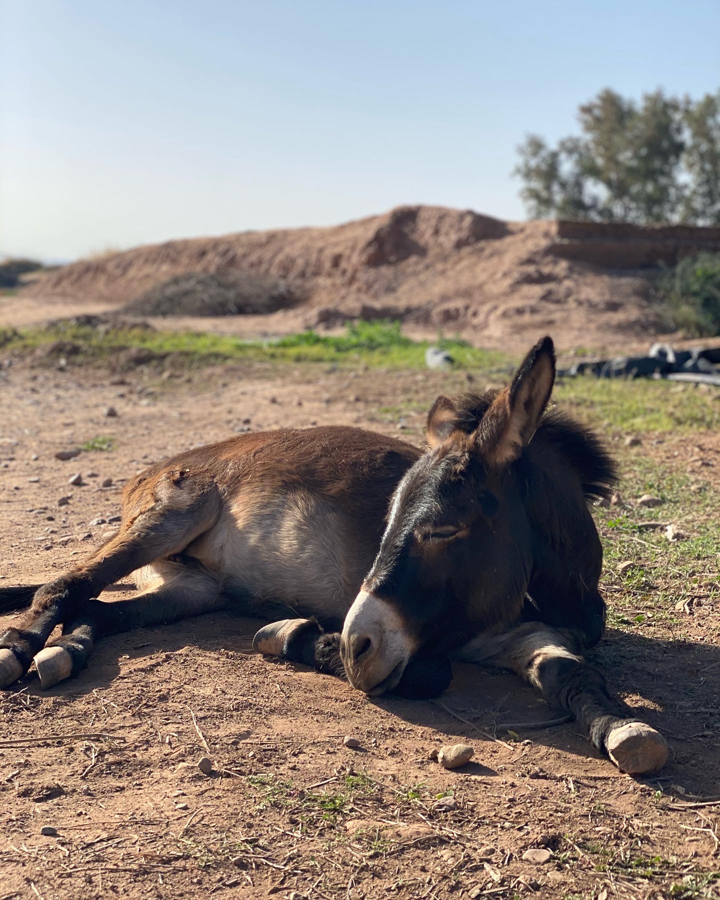 Pépita, équidé soigné au sanctuaire