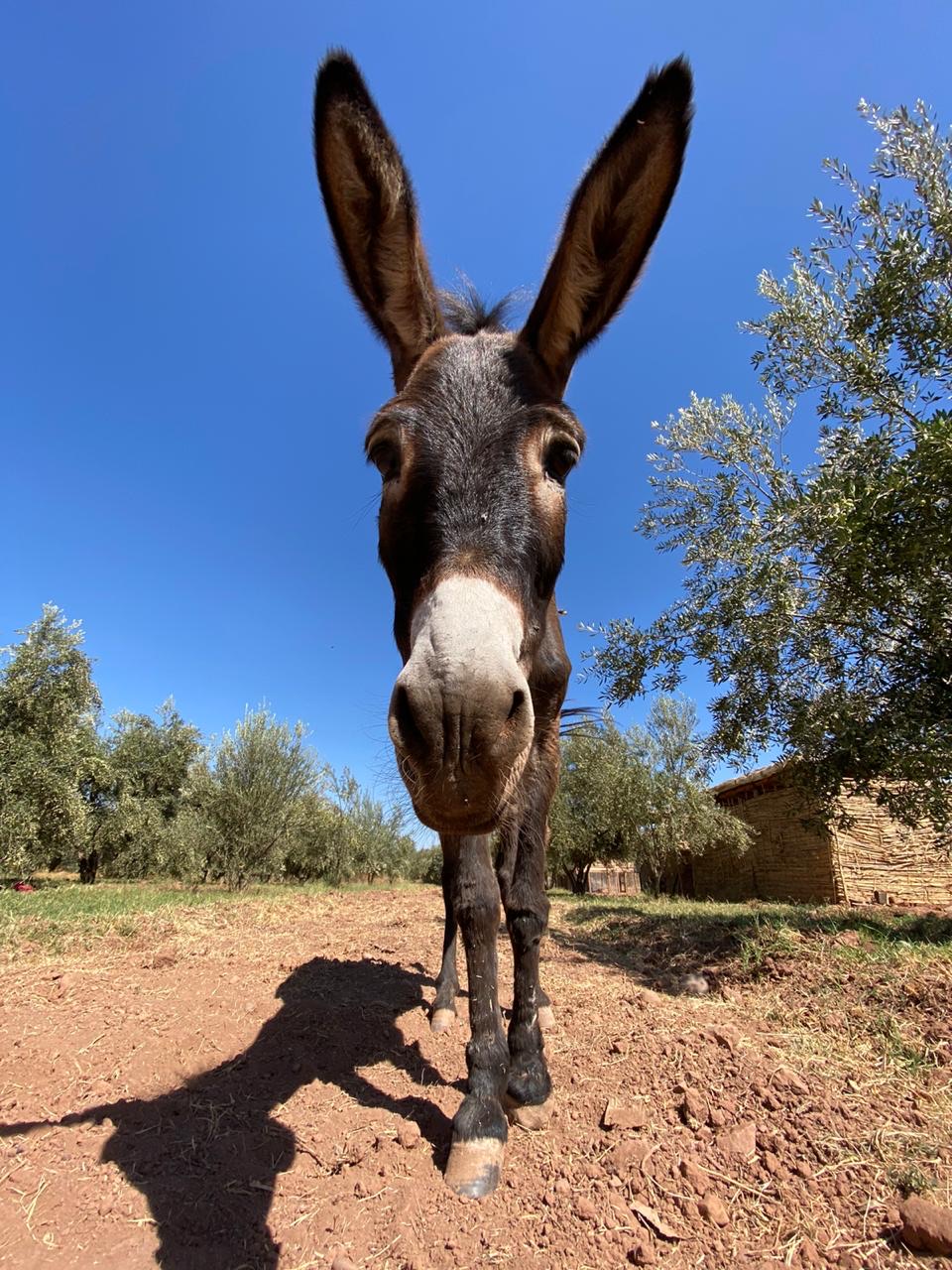 Sauvetages et vie des équidés au sanctuaire 2