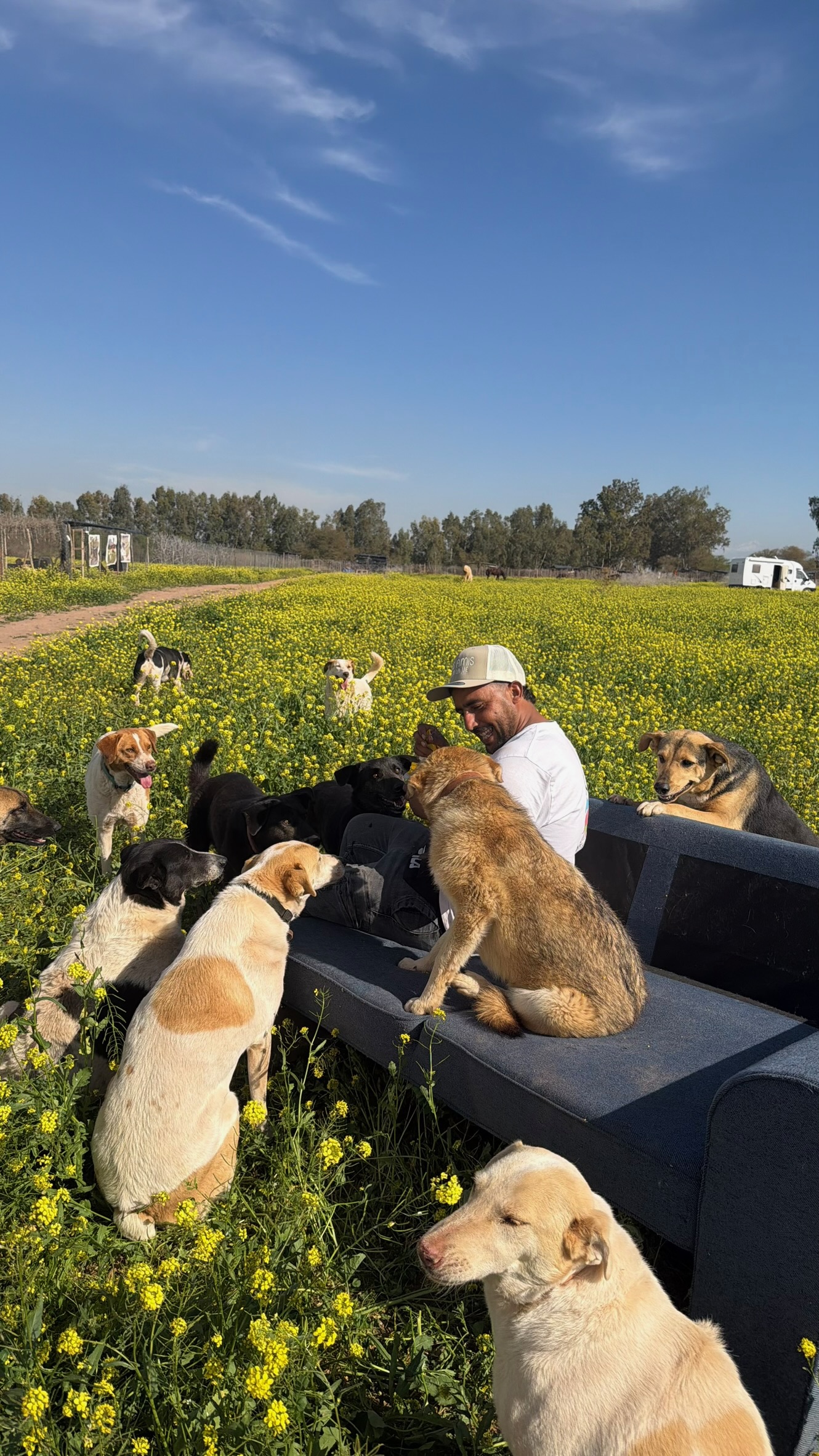 Un membre de l’équipe entouré des chiens du sanctuaire