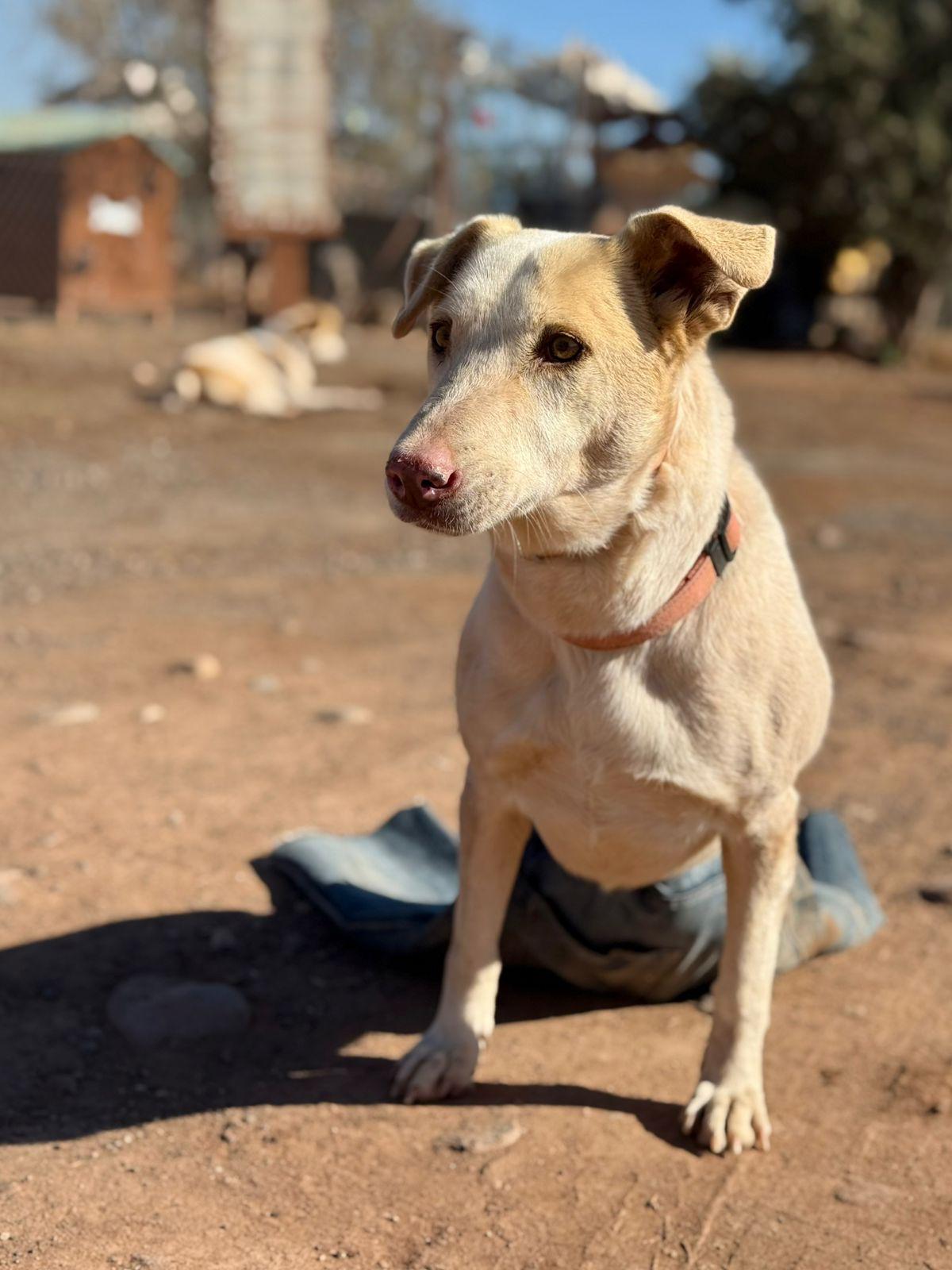 Un chien protégé au sanctuaire